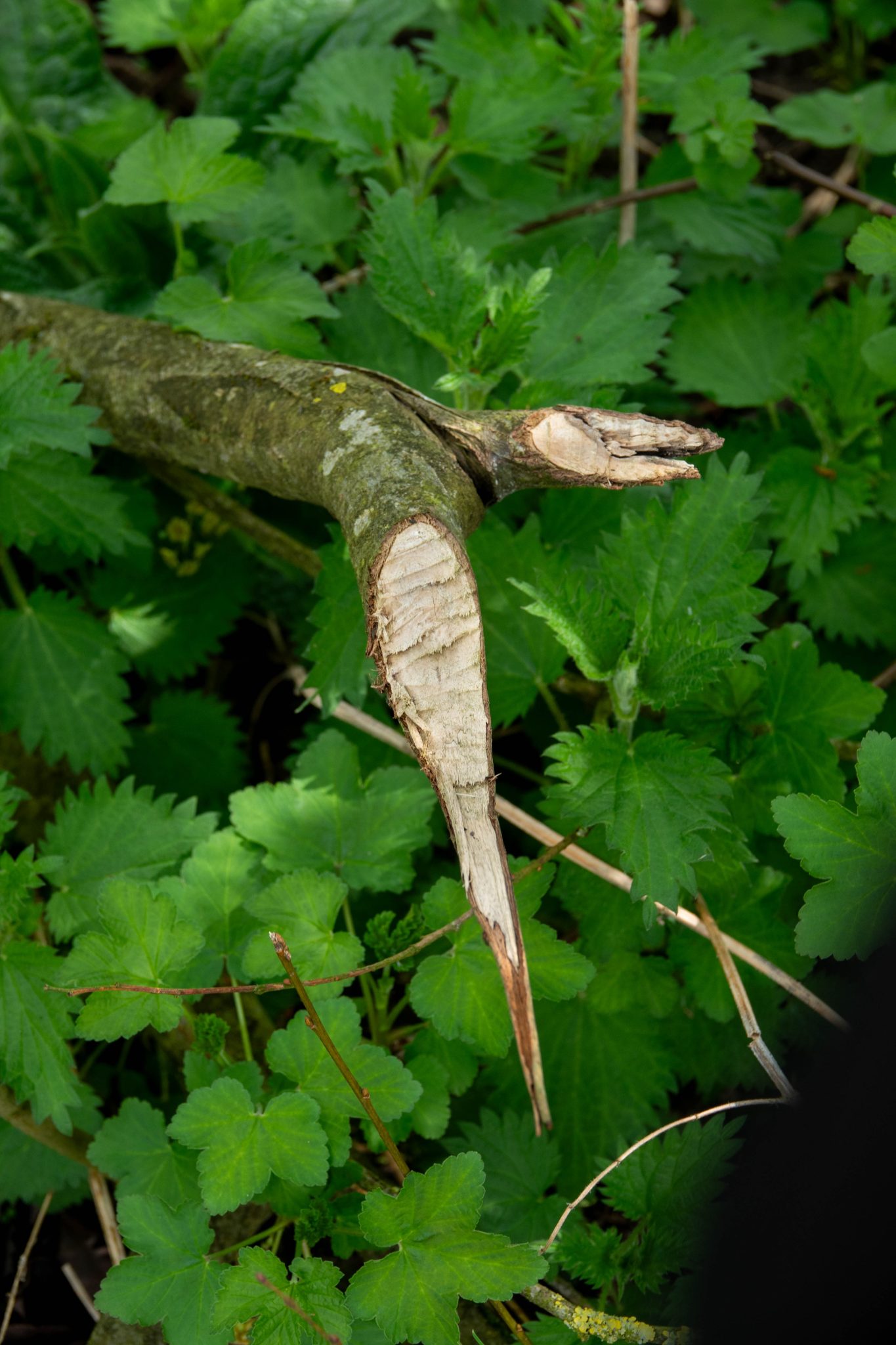 Knaagsporen bever