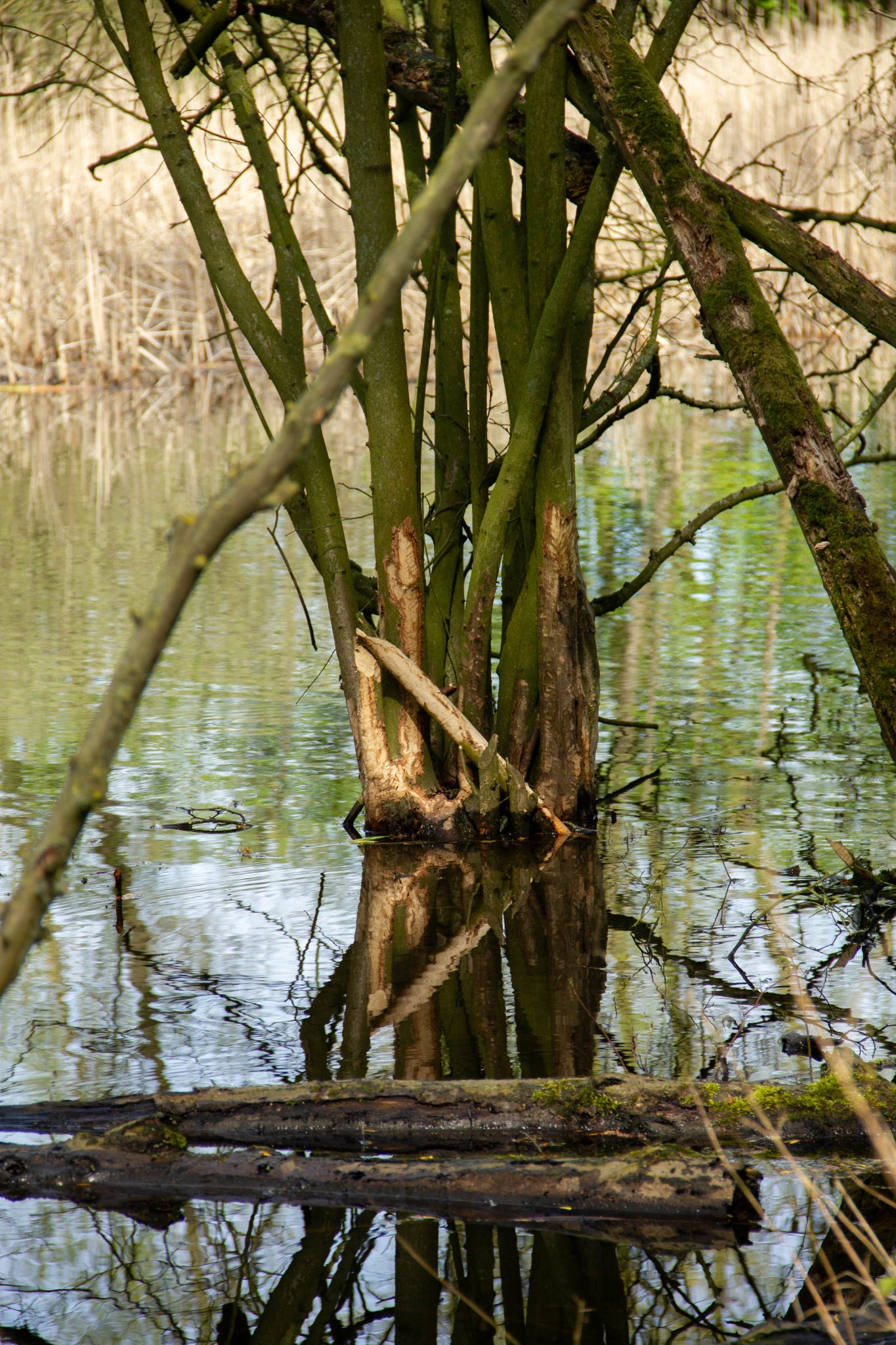DaphneSophieIMG_2270-25x37